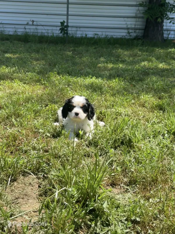 Charlie  – Cavalier King Charles Spaniel puppy for sale in Sacramento, CA
