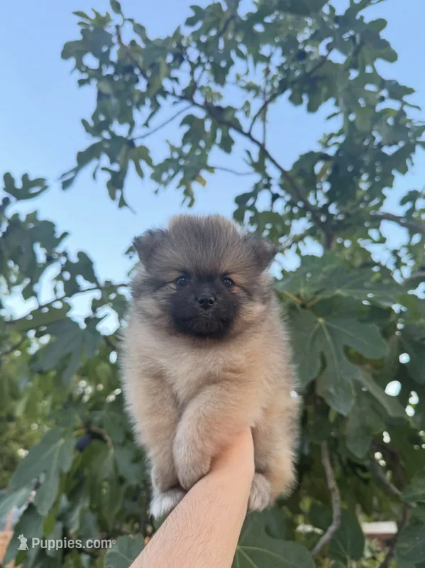 Cookie – Pomeranian puppy for sale in Sacramento, CA