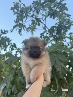 Cookie, a male Pomeranian for sale in Sacramento, CA – 1 of 4