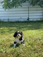 Layla, a female Cavalier King Charles Spaniel for sale in Sacramento, CA – 1 of 9