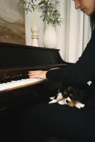 Jade, a male Cavalier King Charles Spaniel for sale in Sacramento, CA – 2 of 8