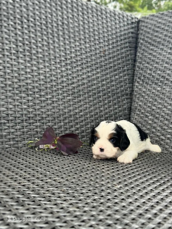 🐾🐣Charlie  – Cavalier King Charles Spaniel puppy for sale in Sacramento, CA