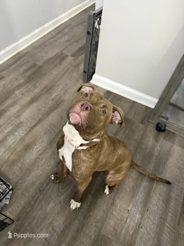 Dior – American Pit Bull Terrier puppy for sale in Lancaster, PA