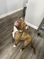 Dior, a female American Pit Bull Terrier for sale in Lancaster, PA – Photo 2 of 2