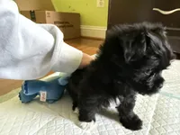 tea cup Yorkie puppy , a male Yorkshire Terrier for sale in Lorton, VA – Photo 3 of 3