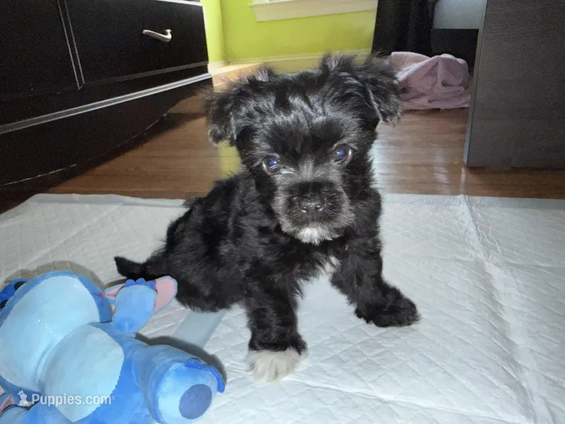 tea cup Yorkie puppy  – Yorkshire Terrier puppy for sale in Lorton, VA