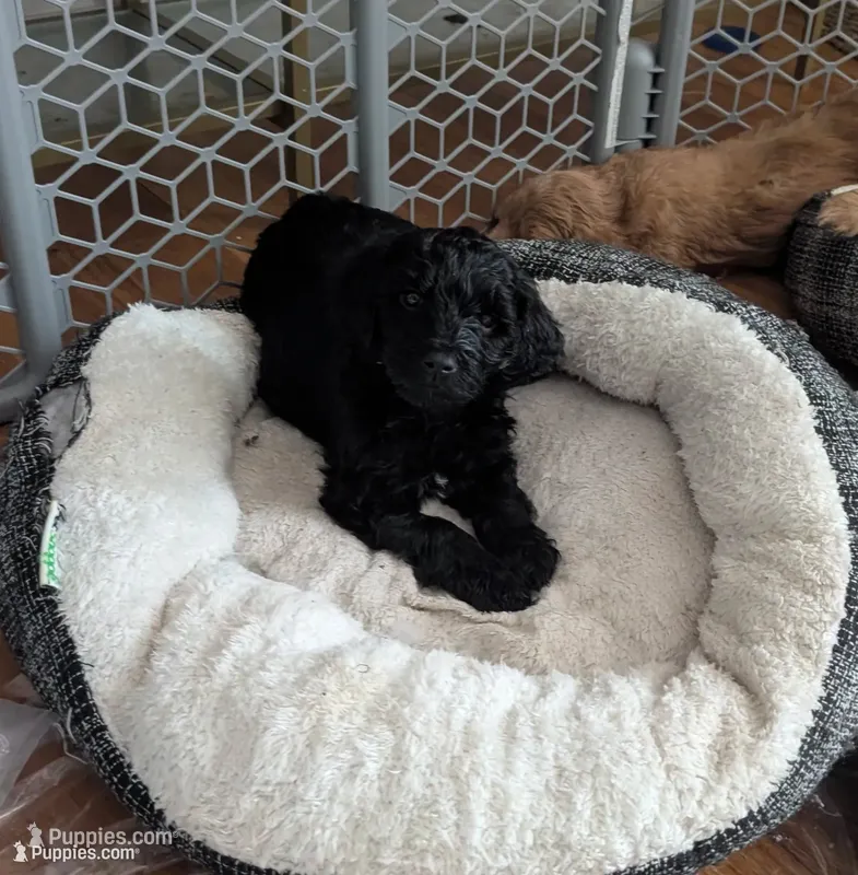 Cruz, a male Goldendoodle for sale in Saratoga Springs, UT – 1 of 3