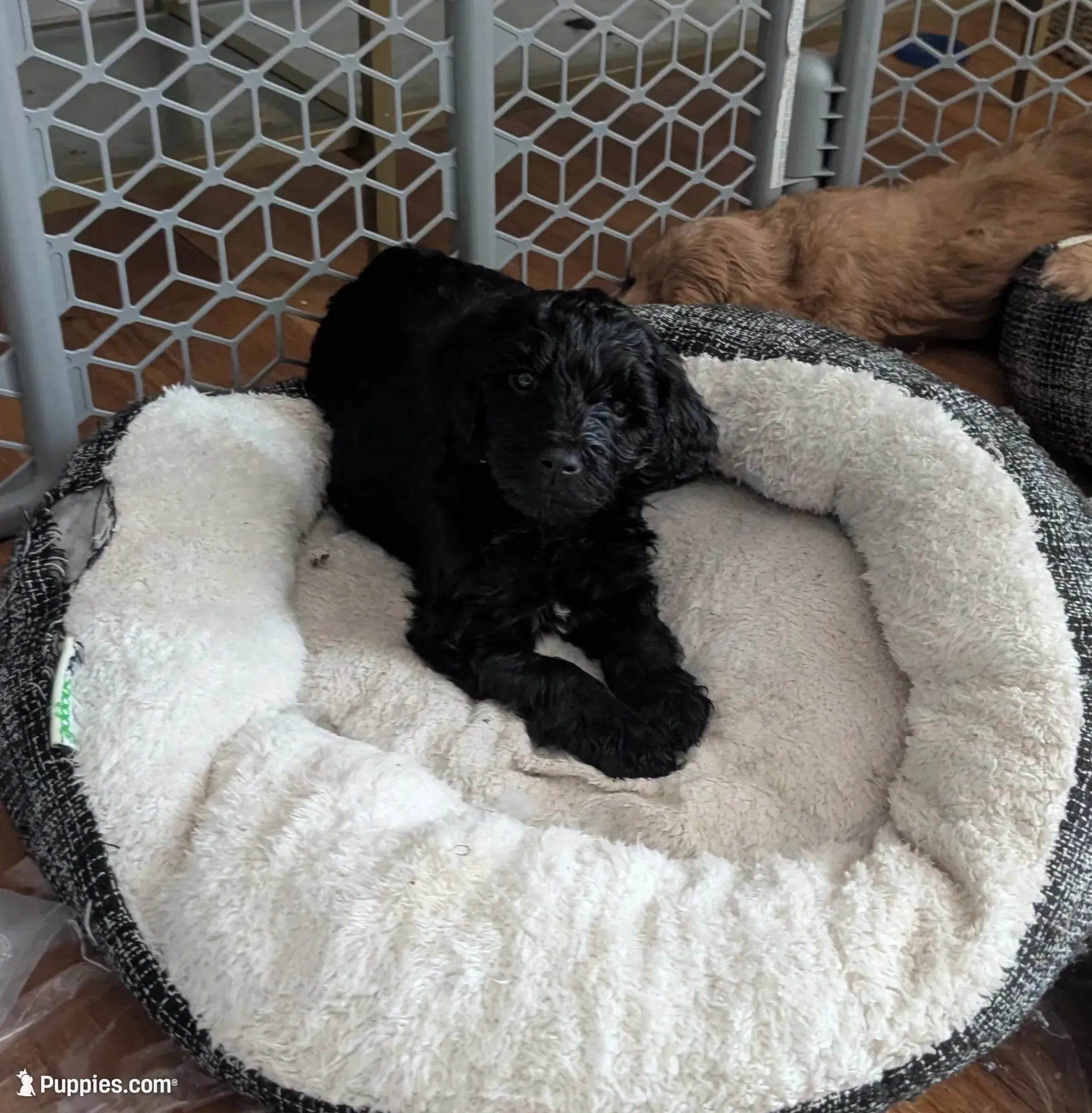 Cruz, a male Goldendoodle for sale in Saratoga Springs, UT – 1 of 3