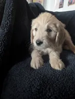 Peanut, a male Goldendoodle for sale in Saratoga Springs, UT – 3 of 3