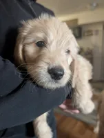 Peanut, a male Goldendoodle for sale in Saratoga Springs, UT – 2 of 3