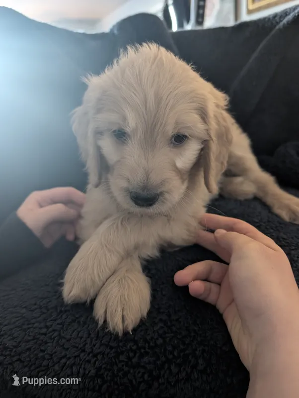 Peanut, a male Goldendoodle for sale in Saratoga Springs, UT – 1 of 3