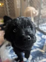 Cruz, a male Goldendoodle for sale in Saratoga Springs, UT – 2 of 3