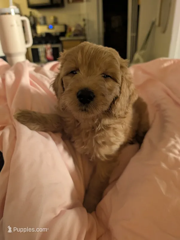 Rosie, a female Goldendoodle for sale in Saratoga Springs, UT – 1 of 3