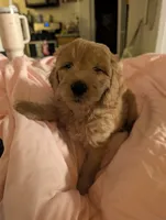 Rosie, a female Goldendoodle for sale in Saratoga Springs, UT – 1 of 3