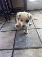 Australian Shepherd , a female Australian Shepherd for sale in Hesperia, CA – 4 of 5
