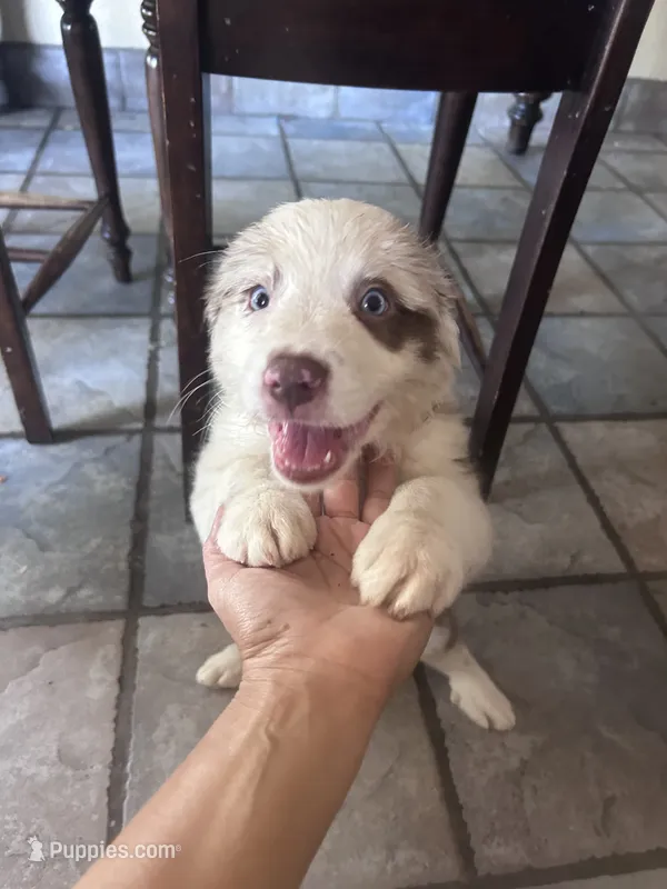 Australian Shepherd  – Australian Shepherd puppy for sale in Hesperia, CA