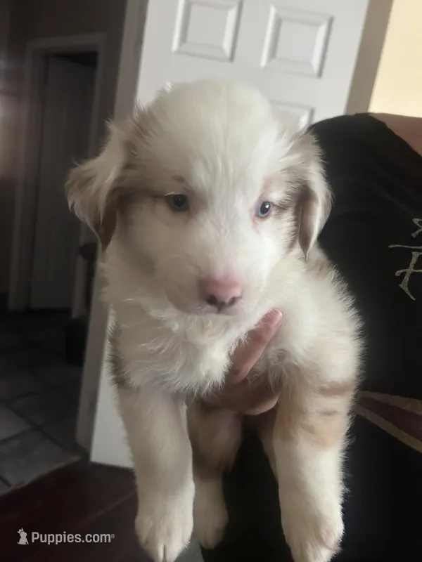 Australian Shepherd Puppies  – Australian Shepherd puppy for sale in Hesperia, CA