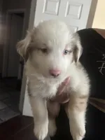 Australian Shepherd Puppies , a male Australian Shepherd for sale in Hesperia, CA – 1 of 6