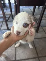 Australian Shepherd , a female Australian Shepherd for sale in Hesperia, CA – 5 of 5