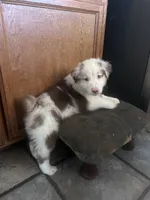 Australian Shepherd Puppies , a male Australian Shepherd for sale in Hesperia, CA – 5 of 6