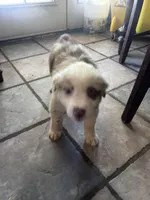 Australian Shepherd , a female Australian Shepherd for sale in Hesperia, CA – 2 of 5
