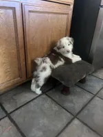 Australian Shepherd Puppies , a male Australian Shepherd for sale in Hesperia, CA – 2 of 6
