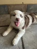 Australian Shepherd , a female Australian Shepherd for sale in Hesperia, CA – 3 of 5