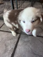 Australian Shepherd Puppies , a male Australian Shepherd for sale in Hesperia, CA – 4 of 6