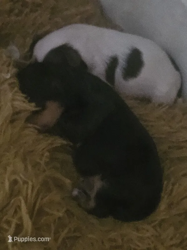 No name yet – Shorkie puppy for sale in Cleveland Heights, OH