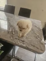 No name yet, a male Shorkie for sale in Cleveland Heights, OH – Photo 2 of 2