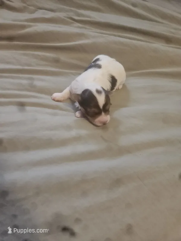 No name yet – Shorkie puppy for sale in Cleveland Heights, OH