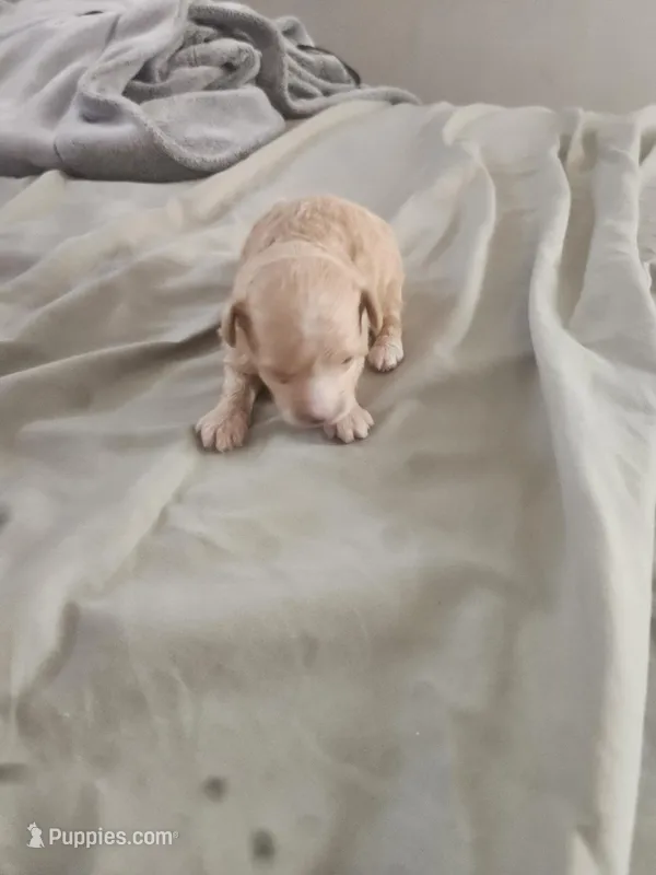 No name yet, a male Shorkie for sale in Cleveland Heights, OH – Photo 1 of 1