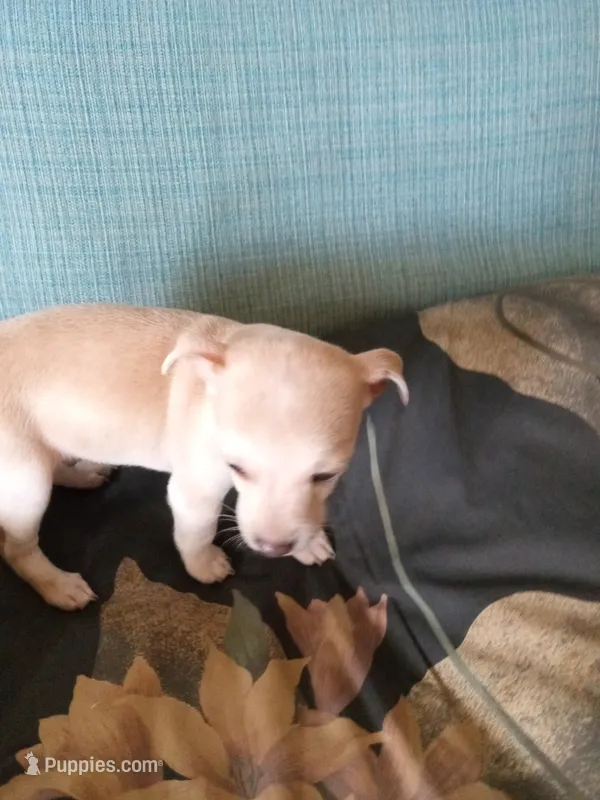 junior – Chihuahua puppy for sale in Shallotte, NC