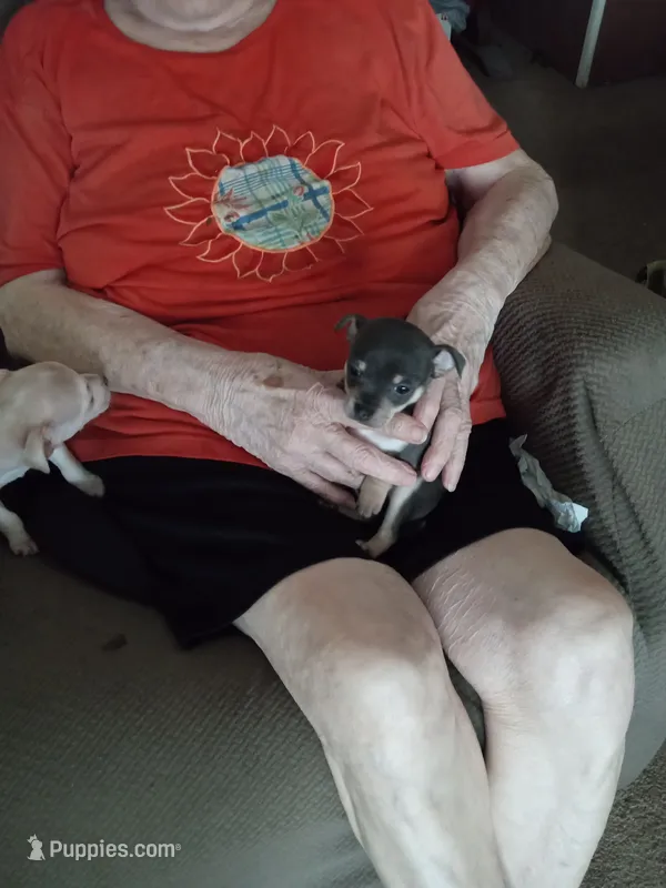 blue – Chihuahua puppy for sale in Shallotte, NC