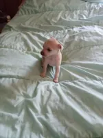 junior, a male Chihuahua for sale in Shallotte, NC – 3 of 4