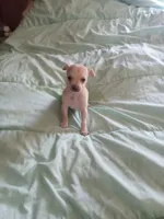 junior, a male Chihuahua for sale in Shallotte, NC – 2 of 4