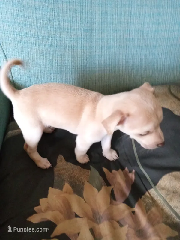 junior – Chihuahua puppy for sale in Shallotte, NC