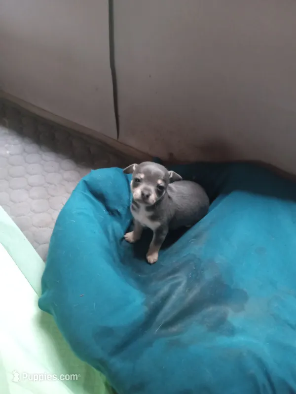 blue – Chihuahua puppy for sale in Shallotte, NC