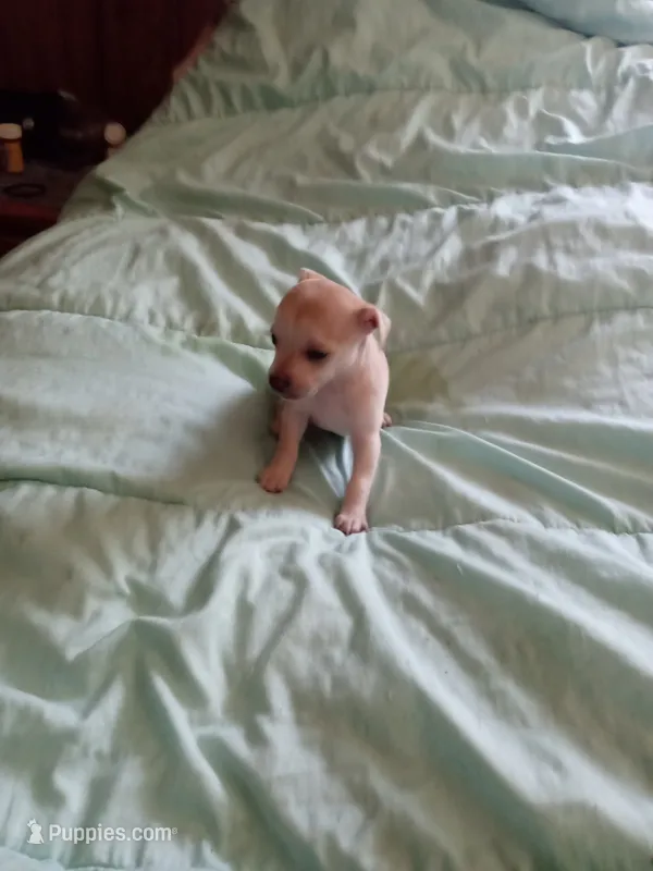junior – Chihuahua puppy for sale in Shallotte, NC