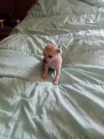 junior, a male Chihuahua for sale in Shallotte, NC – 1 of 4