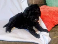 Puppy 1, a female Bernedoodle for sale in Six Mile, SC – Photo 2 of 2