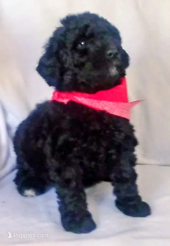 Puppy 1 – Bernedoodle puppy for sale in Six Mile, SC