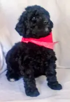 Puppy 1, a female Bernedoodle for sale in Six Mile, SC – Photo 1 of 2