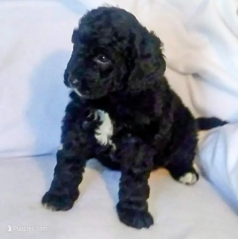 Puppy 5 – Bernedoodle puppy for sale in Six Mile, SC