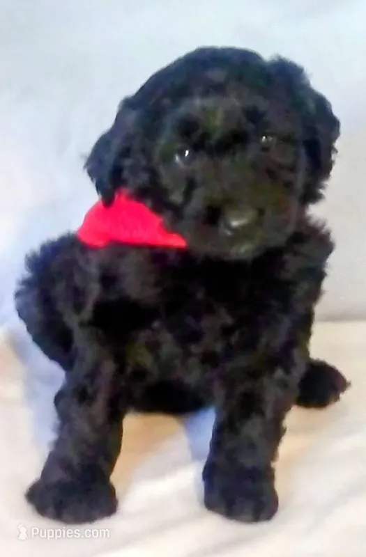 Puppy 4 – Bernedoodle puppy for sale in Six Mile, SC
