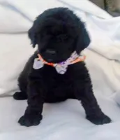 Puppy 6, a male Bernedoodle for sale in Six Mile, SC – Photo 1 of 2