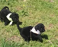 Puppy 6, a male Bernedoodle for sale in Six Mile, SC – Photo 2 of 2