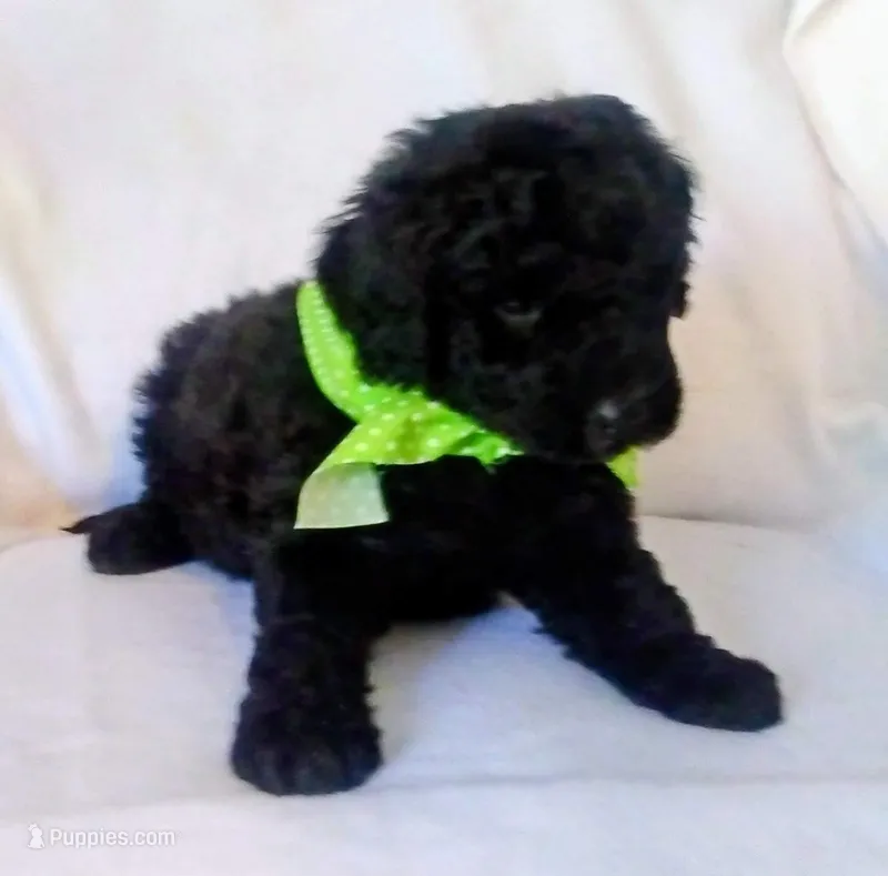 Puppy 3 – Bernedoodle puppy for sale in Six Mile, SC