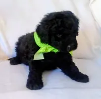 Puppy 3, a male Bernedoodle for sale in Six Mile, SC – Photo 1 of 2