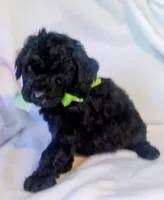 Puppy 3, a male Bernedoodle for sale in Six Mile, SC – Photo 2 of 2